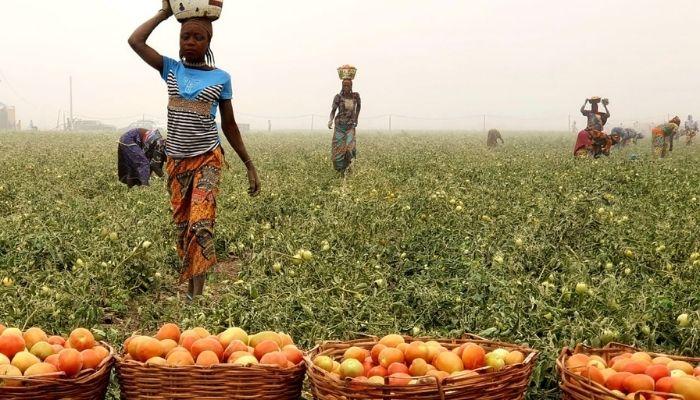 FutuX, Heifer International Empower Tomato Farmers with Climate-Smart Practices in Ogun State