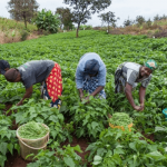 NGO, NCoS Launch Farming Project to Empower Inmates, Boost Food Security Nigerias-food-security