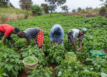 Ikeja Electric, LECAN Empower 100 Electricians on Safety and Industry Best Practices