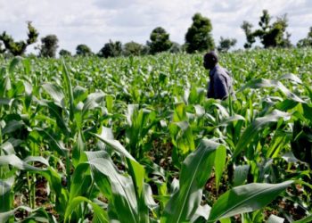 Ogun Government Empowers Over 4,000 Smallholder Farmers with Home Gardening Toolkits