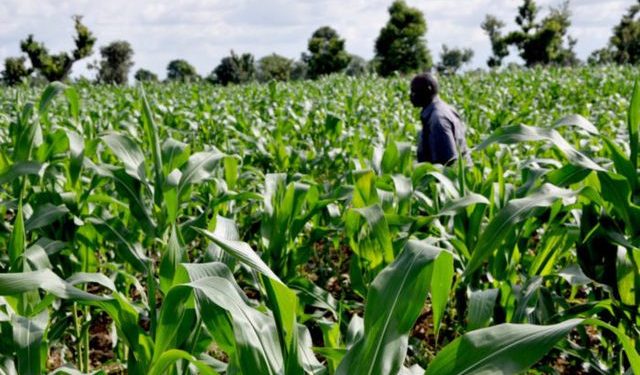 Ogun Government Empowers Over 4,000 Smallholder Farmers with Home Gardening Toolkits