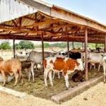 Stakeholders Demand Suspension of $2.5bn JBS Livestock Deal Over Transparency and Environmental Concerns Stakeholders Demand Suspension of $2.5bn JBS Livestock Deal Over Transparency and Environmental Concerns