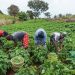 Senator Empowers 400 Farmers in Ekiti North with Inputs to Boost Productivity