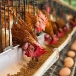 Nigeria’s Poultry Sector Drives 25% of Agricultural GDP as Small Farmers Battle Rising Feed Costs