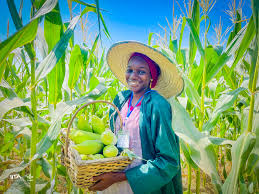 FRIN, NOAN Partner to Empower Youths through Sustainable Farming