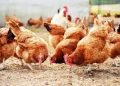 BirdPreneur Empowers Over 5,000 Farmers, Redefines Poultry Innovation and Food Security in Nigeria