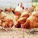 BirdPreneur Empowers Over 5,000 Farmers, Redefines Poultry Innovation and Food Security in Nigeria