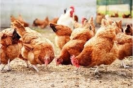 BirdPreneur Empowers Over 5,000 Farmers, Redefines Poultry Innovation and Food Security in Nigeria