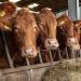 LCCI Warns Influx of Cheap Foreign Livestock Threatens Local Producers and Economy