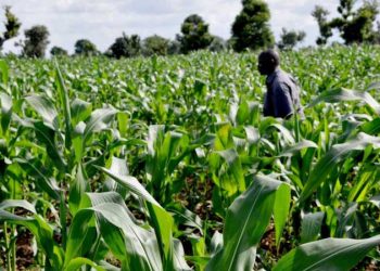 Tourba and ThriveAgric Partner to Scale Conservation Agriculture and Carbon Farming in Nigeria