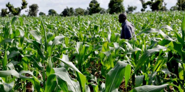 Tourba and ThriveAgric Partner to Scale Conservation Agriculture and Carbon Farming in Nigeria