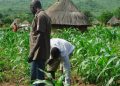 FUTA Gets N1 Billion to Boost Agricultural Commercial Farming