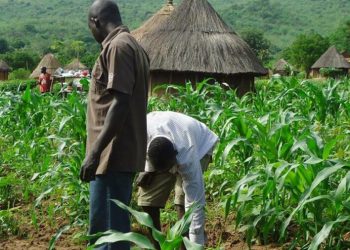 FUTA Gets N1 Billion to Boost Agricultural Commercial Farming