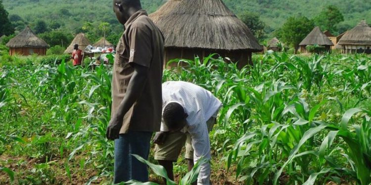 FUTA Gets N1 Billion to Boost Agricultural Commercial Farming