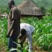FUTA Gets N1 Billion to Boost Agricultural Commercial Farming