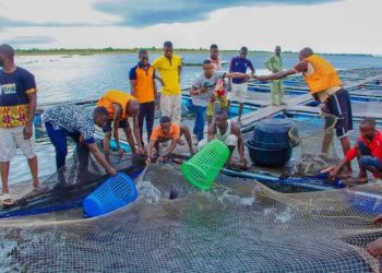 Lagos Upgrades Fisheries Database to Boost Global Competitiveness and Support Small Businesses