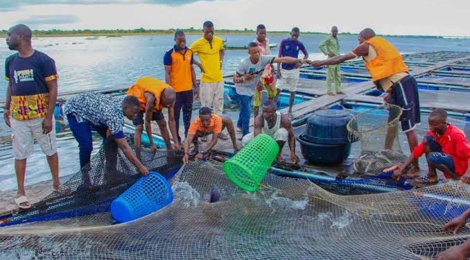 Lagos Upgrades Fisheries Database to Boost Global Competitiveness and Support Small Businesses