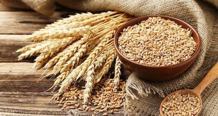 FG Launches Dry-Season Wheat Farming Programme to Empower 80,000 Farmers , Boost Food Security