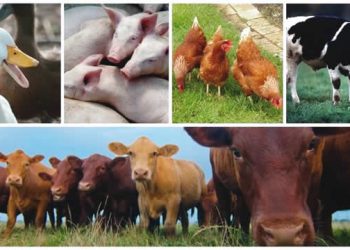 Nigerian Government Launches National Livestock Growth Strategy to Boost Economy and Create Jobs