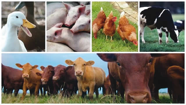 Nigerian Government Launches National Livestock Growth Strategy to Boost Economy and Create Jobs