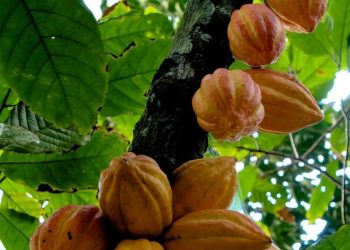 Oyo Moves to Reclaim Cocoa Dominance with ₦3bn Rejuvenation Push