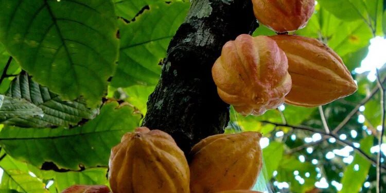 Oyo Moves to Reclaim Cocoa Dominance with ₦3bn Rejuvenation Push