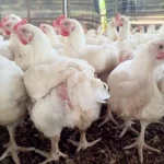 Ekiti Government Onboards 3rd Cohort of Youths into Broilers Production Scheme Ekiti Government Onboards 3rd Cohort of Youths into Broilers Production Scheme