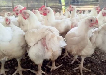Ekiti Government Onboards 3rd Cohort of Youths into Broilers Production Scheme
