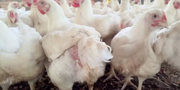 Ekiti Government Onboards 3rd Cohort of Youths into Broilers Production Scheme