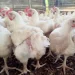 Ekiti Government Onboards 3rd Cohort of Youths into Broilers Production Scheme