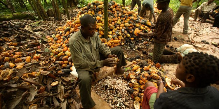 Ondo Cocoa Farmers Protest New Forest Farming Policy, Decry N250,000 Levy and Five-Year Permit Limit Ondo Cocoa Farmers Protest New Forest Farming Policy, Decry N250,000 Levy and Five-Year Permit Limit