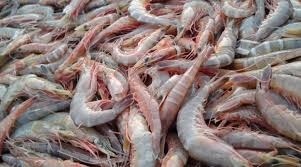 Tantalizers Secures Five-Year Multi-Million-Dollar Seafood Export Deal with US-Based Harvester Fisheries