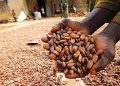 Firm Trains 500 Cocoa Farmers on EU Deforestation Compliance
