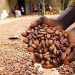 Firm Trains 500 Cocoa Farmers on EU Deforestation Compliance