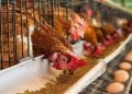 Agribusiness Experts Launch Empowerment Programme to Boost Youth Income Through Poultry Sales