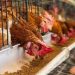 Agribusiness Experts Launch Empowerment Programme to Boost Youth Income Through Poultry Sales