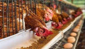 Agribusiness Experts Launch Empowerment Programme to Boost Youth Income Through Poultry Sales