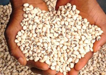 Nigeria Loses Over $362 million Yearly to Bean Export Ban, Summit Warns as Pesticide Misuse Threatens Livelihoods Safety