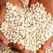 Nigeria Loses Over $362 million Yearly to Bean Export Ban, EU Warns as Pesticide Misuse Threatens Livelihoods Safety