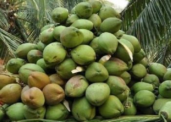 FAO Partners Lagos Govt to Drive Investment in Red Meat, Coconut Value Chains