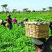 Forest Guards Initiative Raises Hope of Safer Farms, Stronger Food Production in Nigeria
