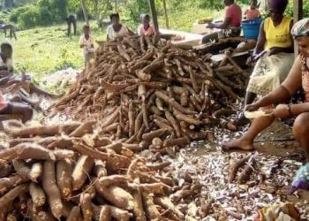 Kwara Inaugurates Diaspora-Backed Cassava Factory to Strengthen Agro-Processing
