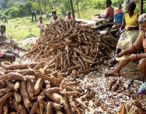 Kwara Inaugurates Diaspora-Backed Cassava Factory to Strengthen Agro-Processing