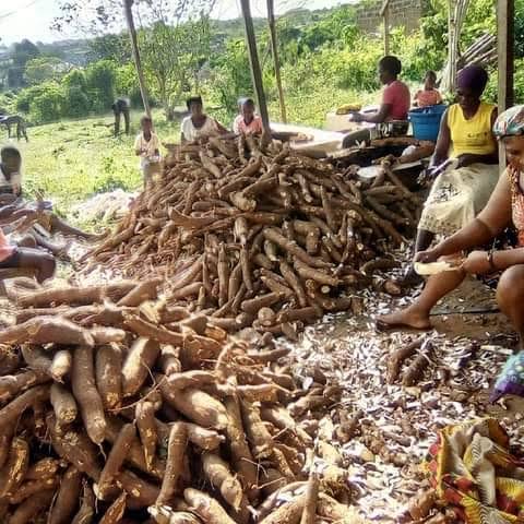 Kwara Inaugurates Diaspora-Backed Cassava Factory to Strengthen Agro-Processing
