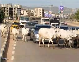 FG Moves to Modernise Livestock Farming and Reduce Farmer-Herder Conflicts