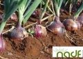 NADF Launches Onion Intervention Initiative to Empower Farmers, Boost Value Chain Resilience