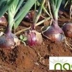 NADF Launches Onion Intervention Initiative to Empower Farmers, Boost Value Chain Resilience