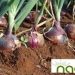 NADF Launches Onion Intervention Initiative to Empower Farmers, Boost Value Chain Resilience