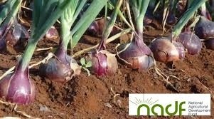 NADF Launches Onion Intervention Initiative to Empower Farmers, Boost Value Chain Resilience