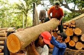 MAN Hails Federal Government’s Wood Export Ban as a Boost for Nigeria’s Furniture Industry